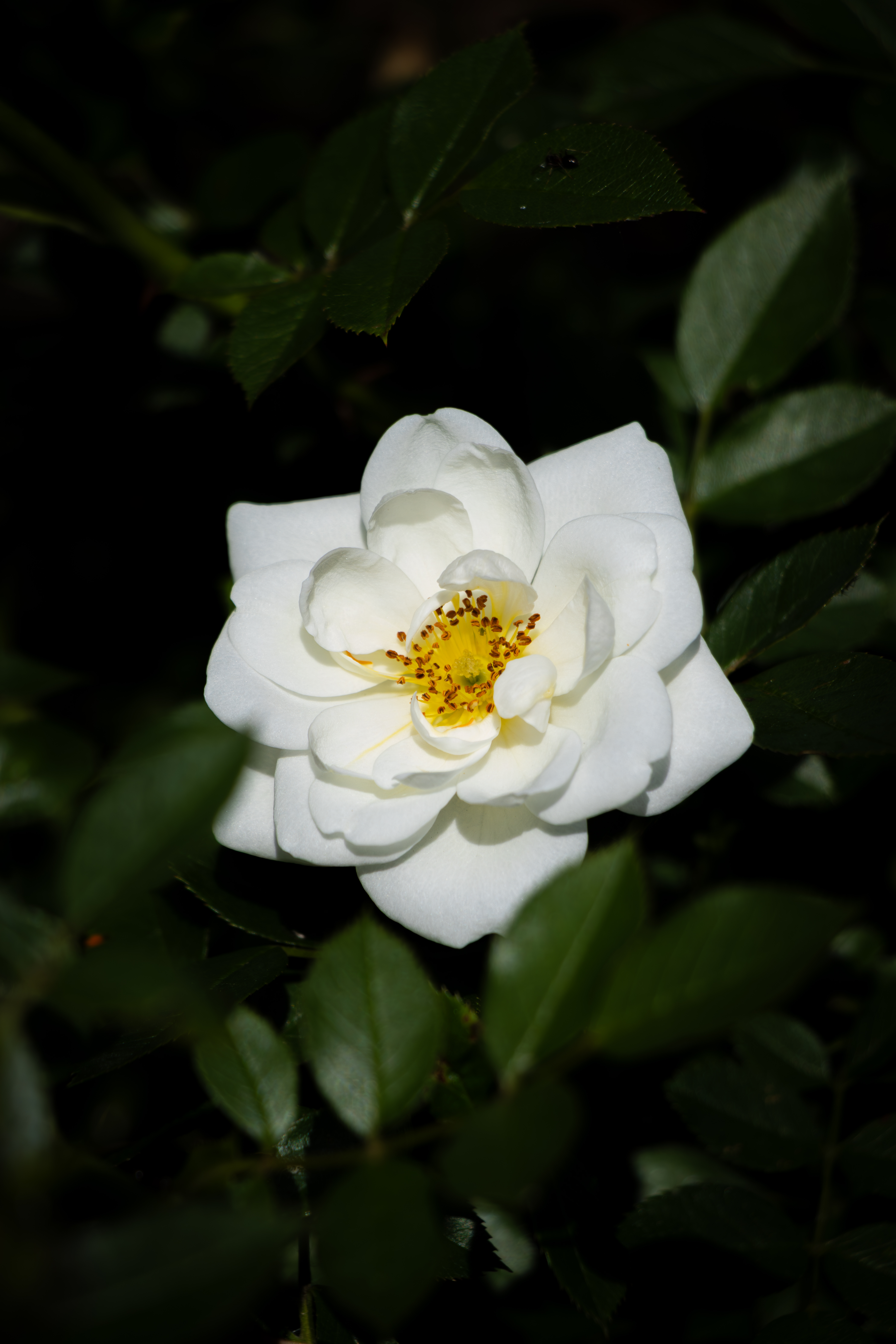 Fleur